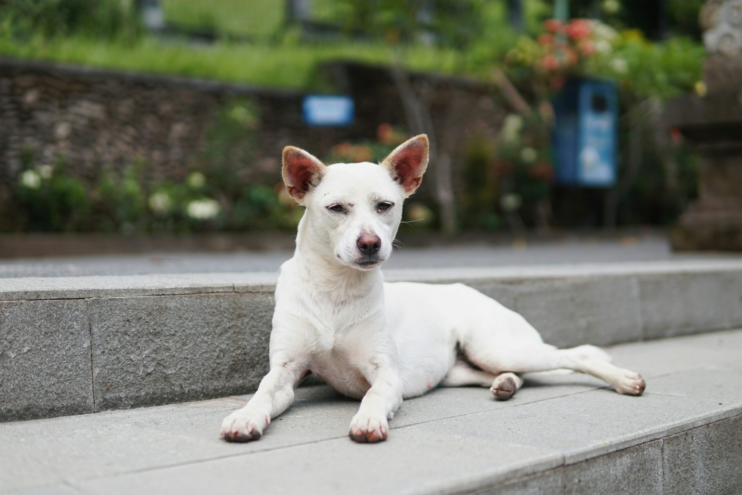 Beyond the Beach: The Essential Role of Bali Dogs in Island Life